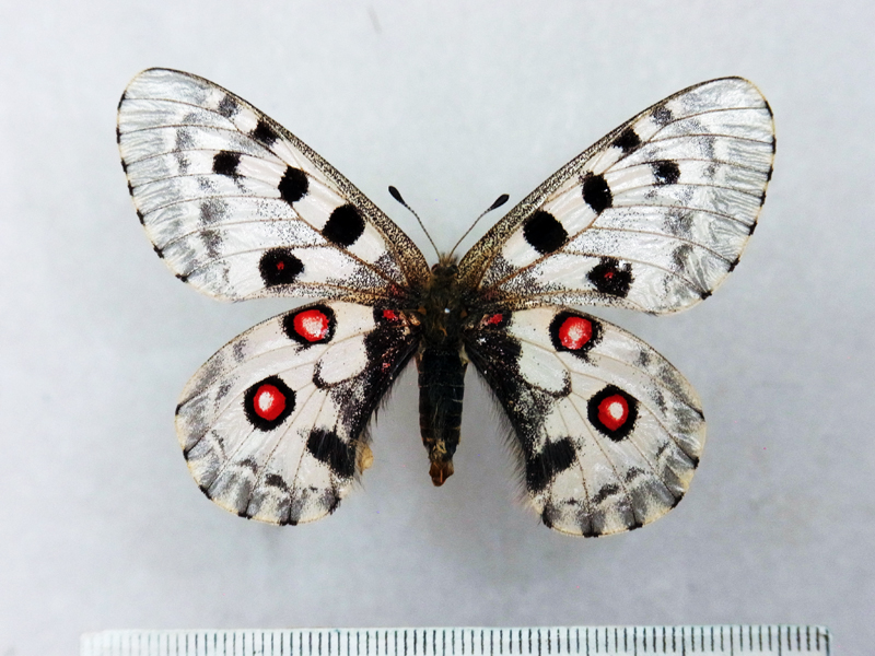 蝶 標本 ミカドウスバシロチョウ Parnassius imperator interjungens 