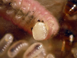 acۓۂ